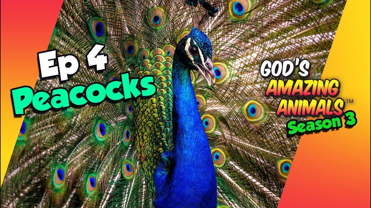 Peacocks - Fun Facts for Kids about God's Amazing Animals (S3 Ep4)