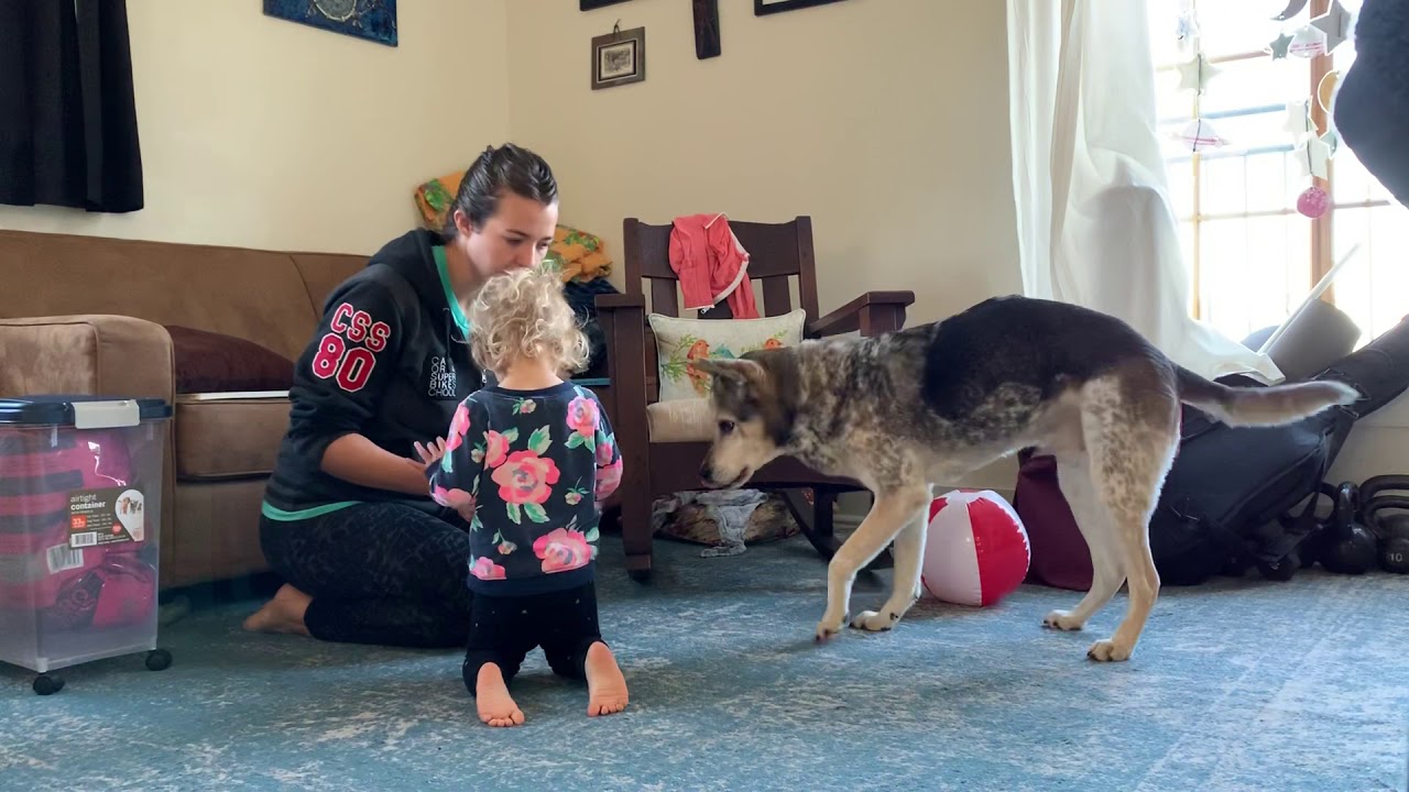 Dog Training - Teach the “Go Find It” Game