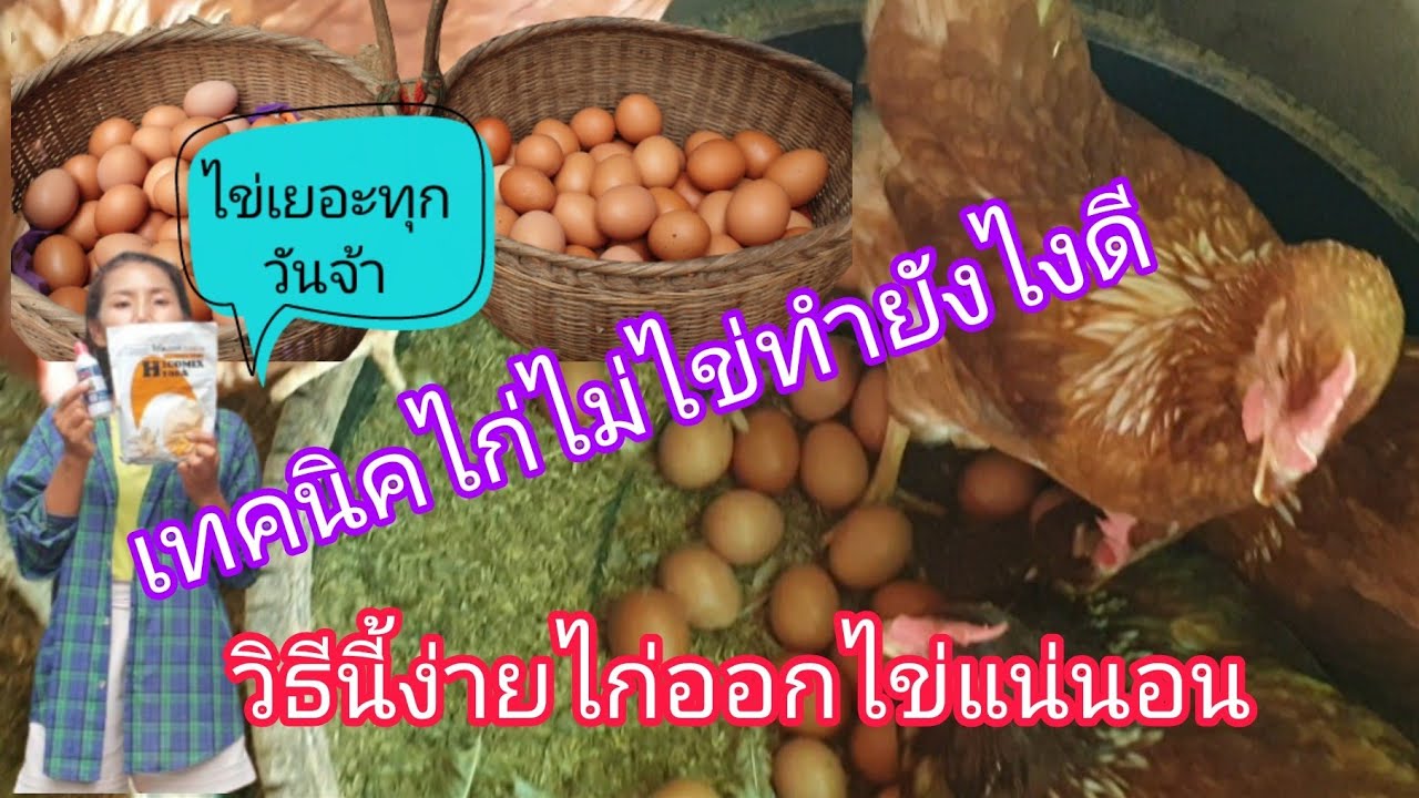 🐔เทคนิคไก่ไข่ดก ไก่ไม่ไข่ฟังทางนี้จ้า ทำวิธีนี้ไก่ไข่แน่นอน‼️เลี้ยงไก่สาวไม่ถึงเดือนไข่แล้วจ้า