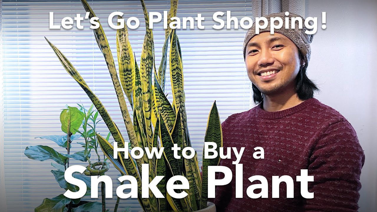 Let's Go Plant Shopping | How to Buy a Snake Plant | Las Vegas