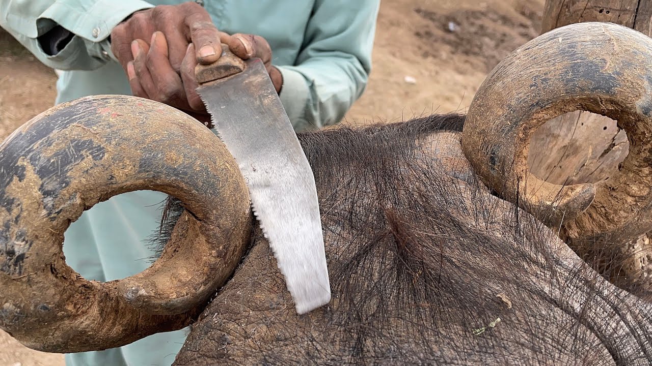 This mistake looks small, but its damage grows silently inside the animal every day