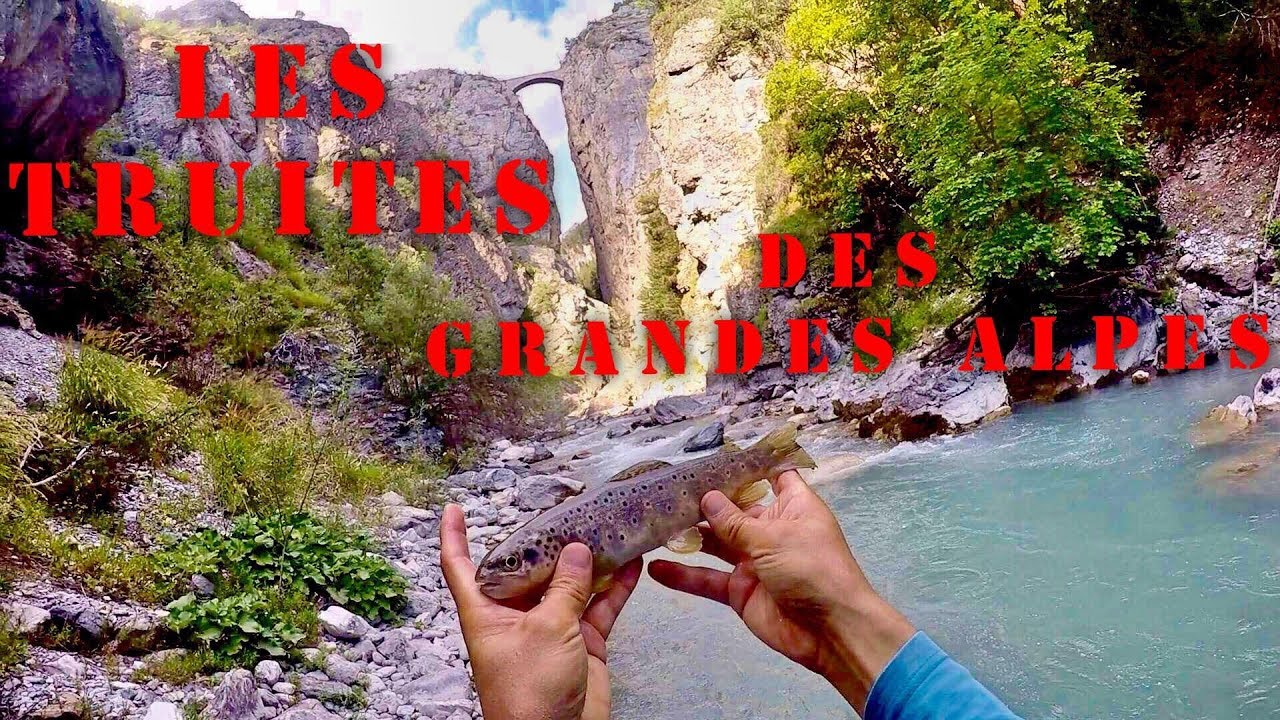 Les Superbes RIVIÈRES À TRUITES des Grandes Alpes ! Pêche NO kill