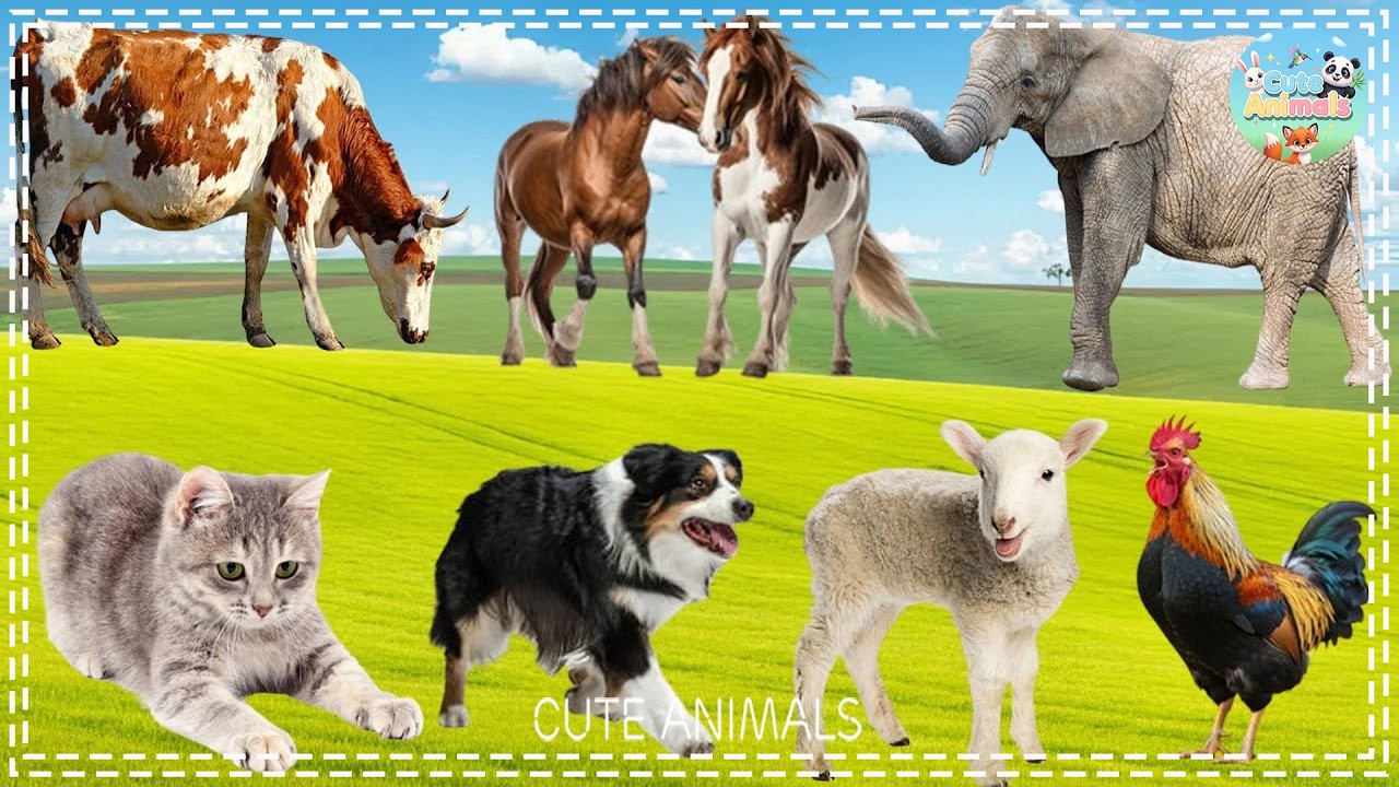 The Special Beauty of Animals - Sheep, Monkey, Flamingo, Elephant, Dolphin, Peacock - Animal Sounds