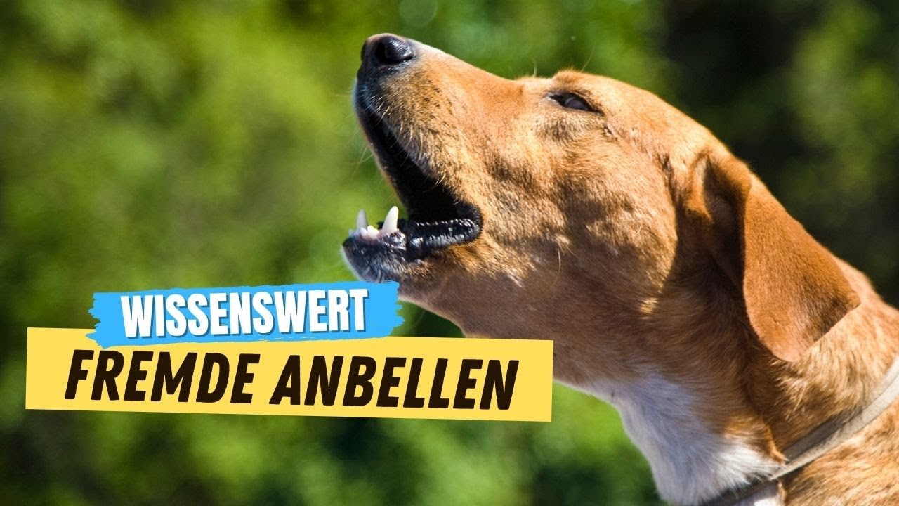 DARUM bellt dein Hund Fremde an! ✅