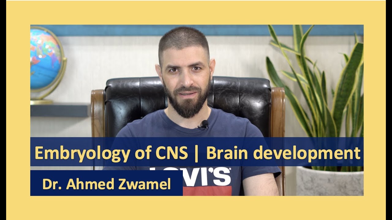 Embryology | Brain development 2020-2021 | Dr. Ahmed Hussein Zwamel | التطور الجنيني للدماغ