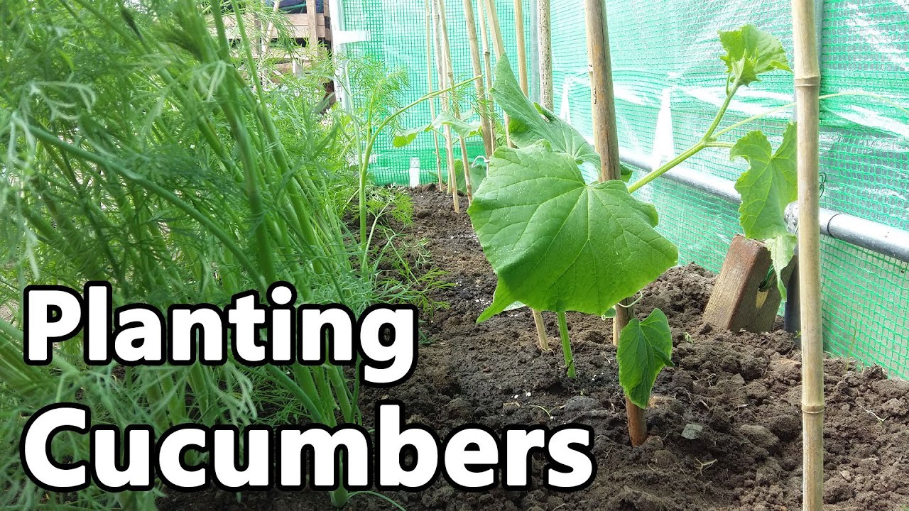Planting Cucumbers in Polytunnel