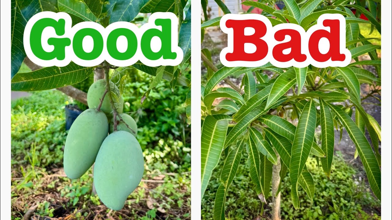 Best and worst Mango varieties of 2025