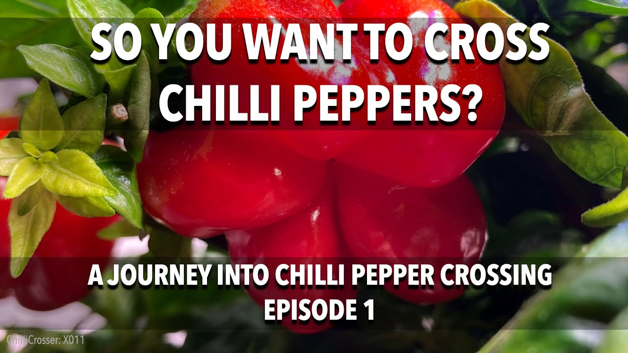 A Journey Into Chilli Pepper Crossing (Episode 1)