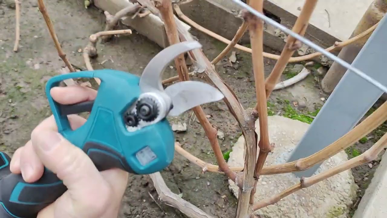 ОБРЕЗКА ВИНОГРАДНОГО КУСТА НА ПЛОДОНОШЕНИЕ!!!🍇🍇🍇 СМОЖЕТ ДАЖЕ НОВИЧОК!!! WhatsApp +79528500417.