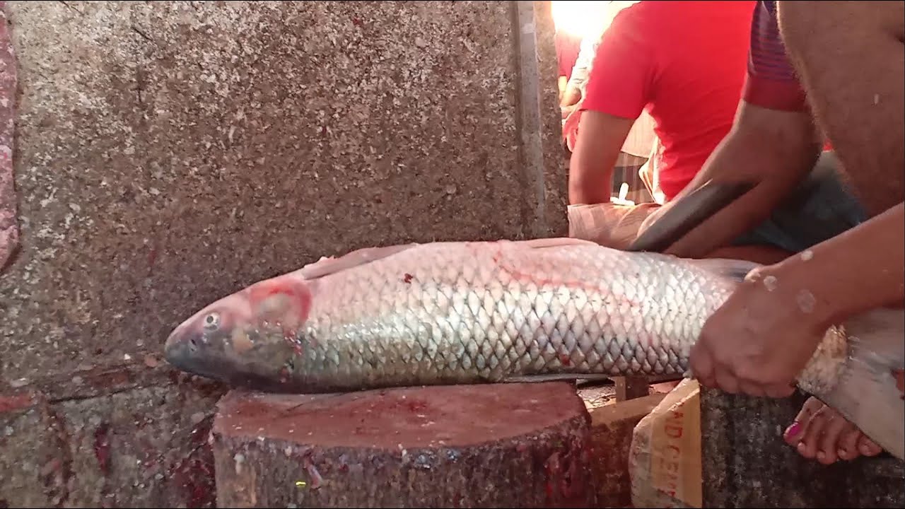 Amazing Fish Cutting Skills Big Mrigal Fish Cutting