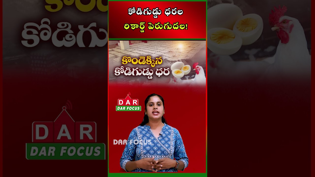 Egg Prices Hit Record High: 🥚 Chicken Deaths Push Prices to ₹10 Per Egg | DAR FOCUS #darfocus