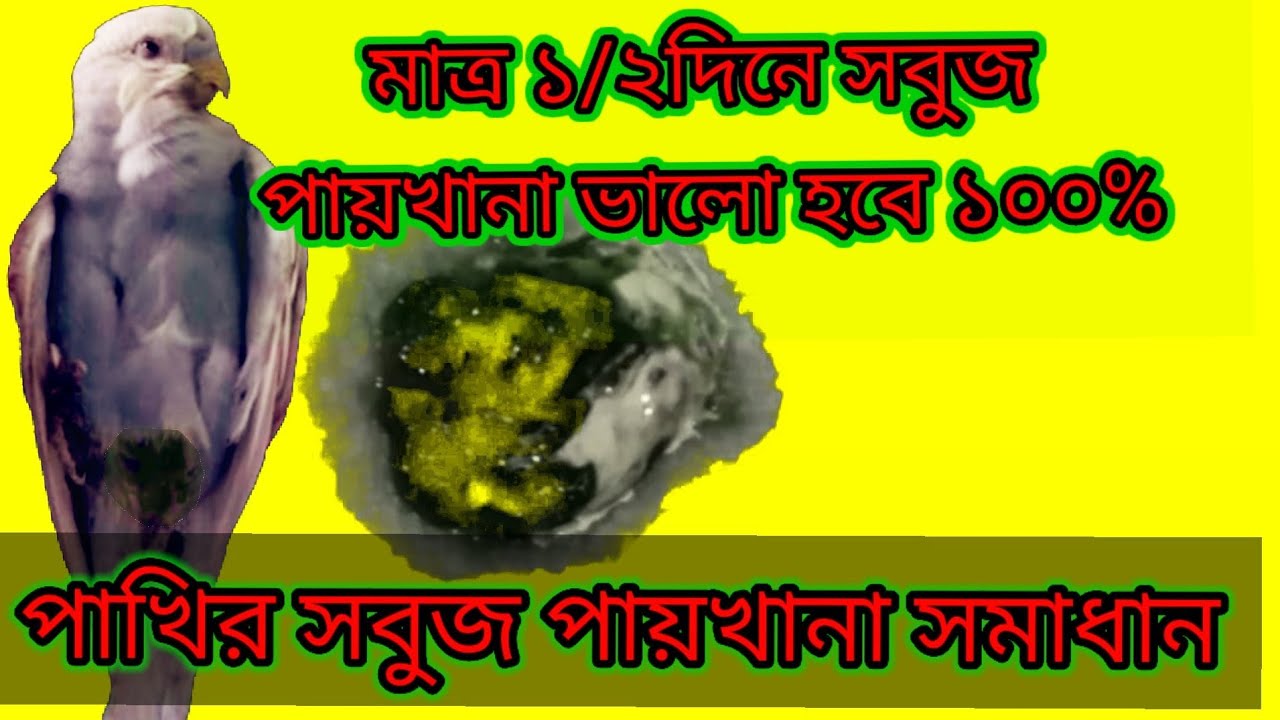 পাখির সবুজ পায়খানার কারণ এবং সমাধান।Birds Green Poops Problm and Solution.