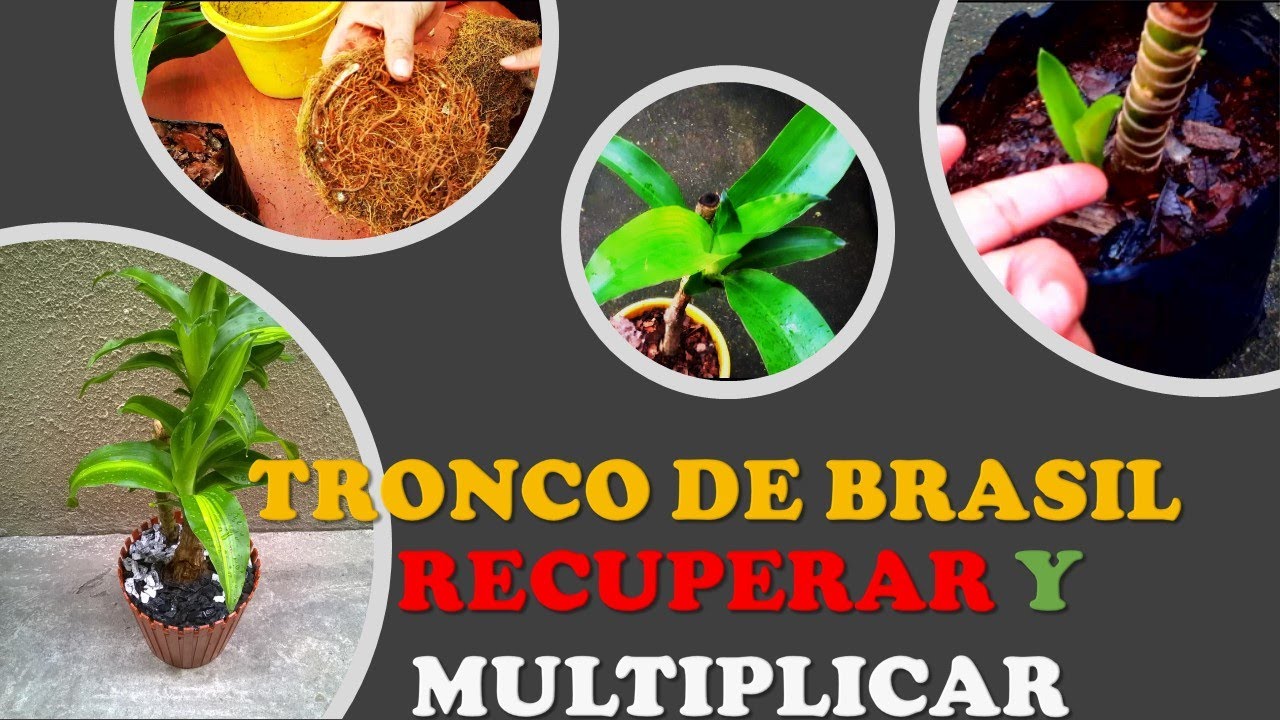 Вот как следует РАЗМНОЖИТЬ растения DE TRONCO DE BRASIL, PALO DE BRASIL, FRAGANS, Dracaena