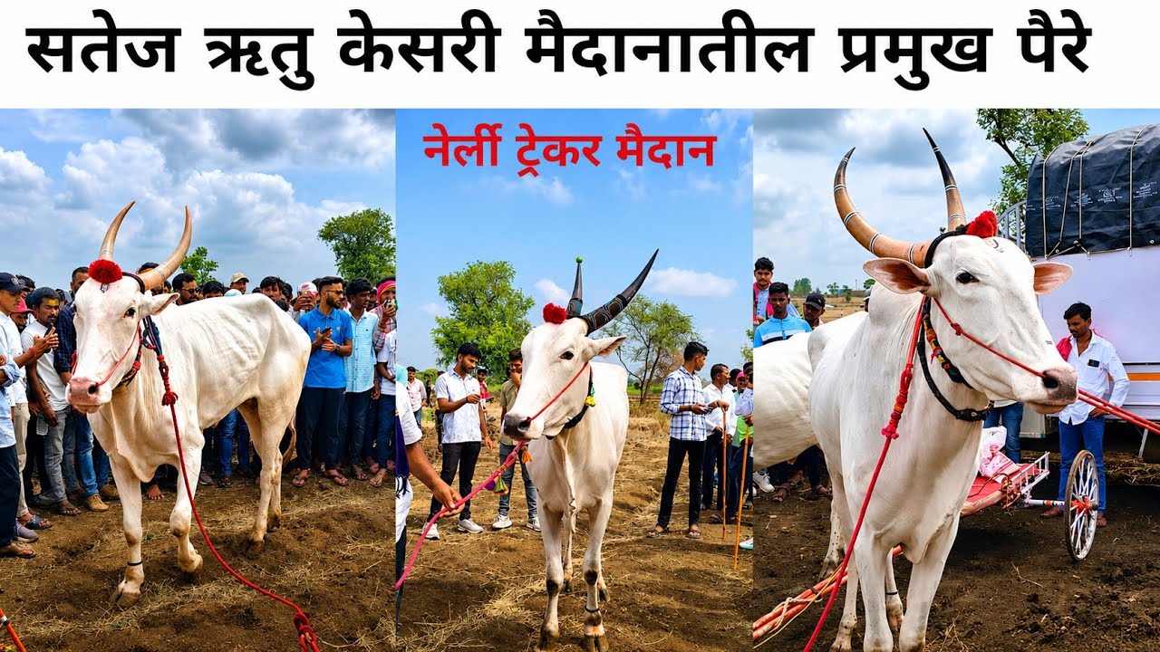 नेर्ली मैदानातील प्रमुख पैरे | सतेज केसरी आणि ऋतु केसरी नेर्ली मैदान 2026