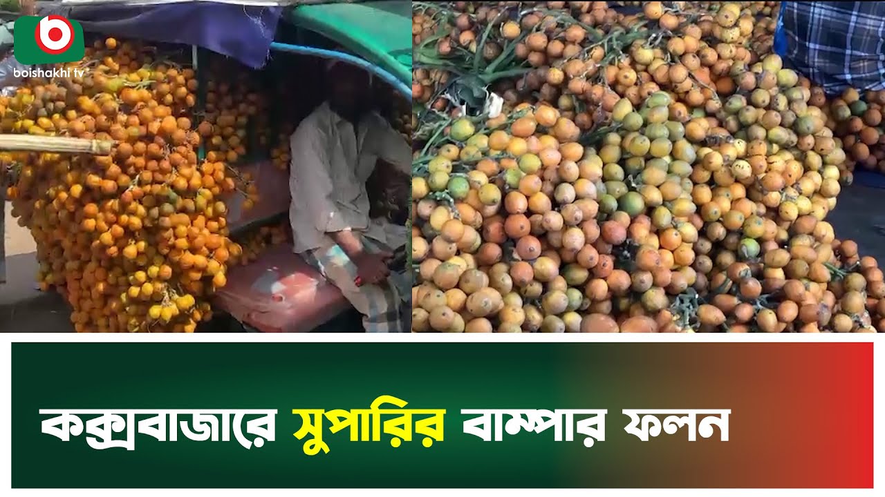 কক্সবাজারে সুপারির বাম্পার ফলন | Cox's Bazar | Betel Nut | Boishakhi Tv News