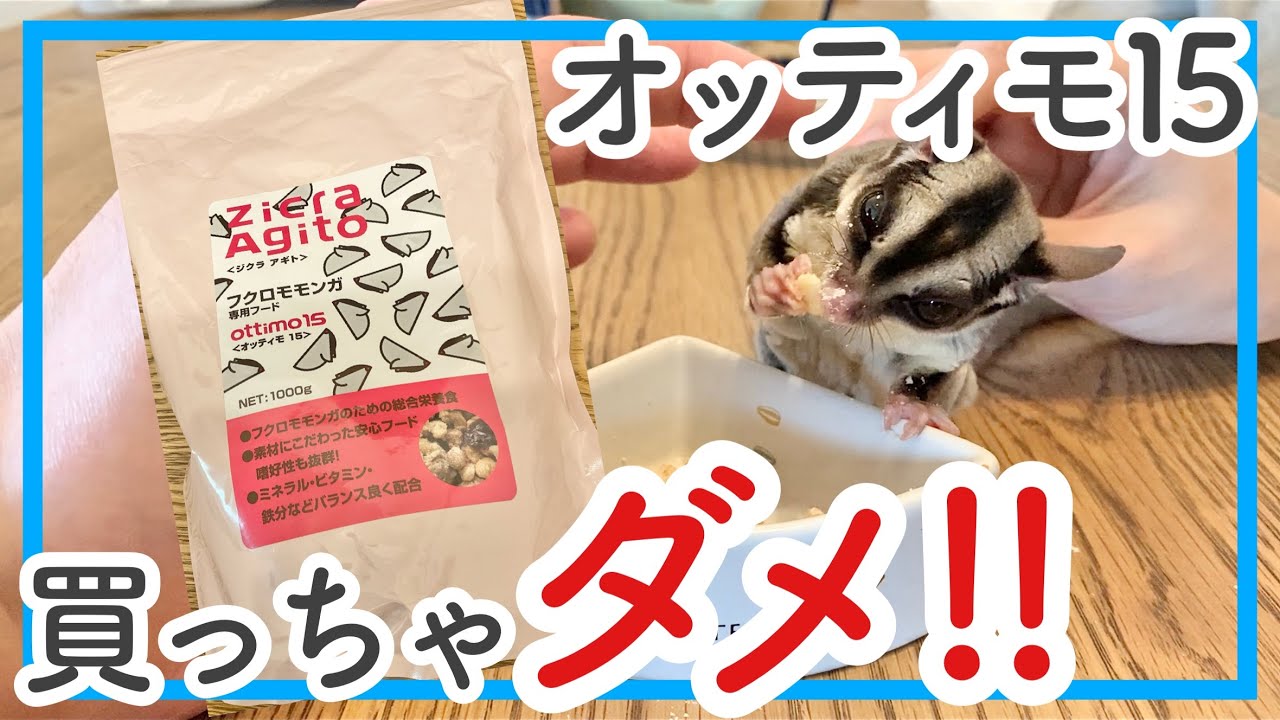 【フクロモモンガ】オッティモ15を主食ペレットとしておすすめしない理由3つ