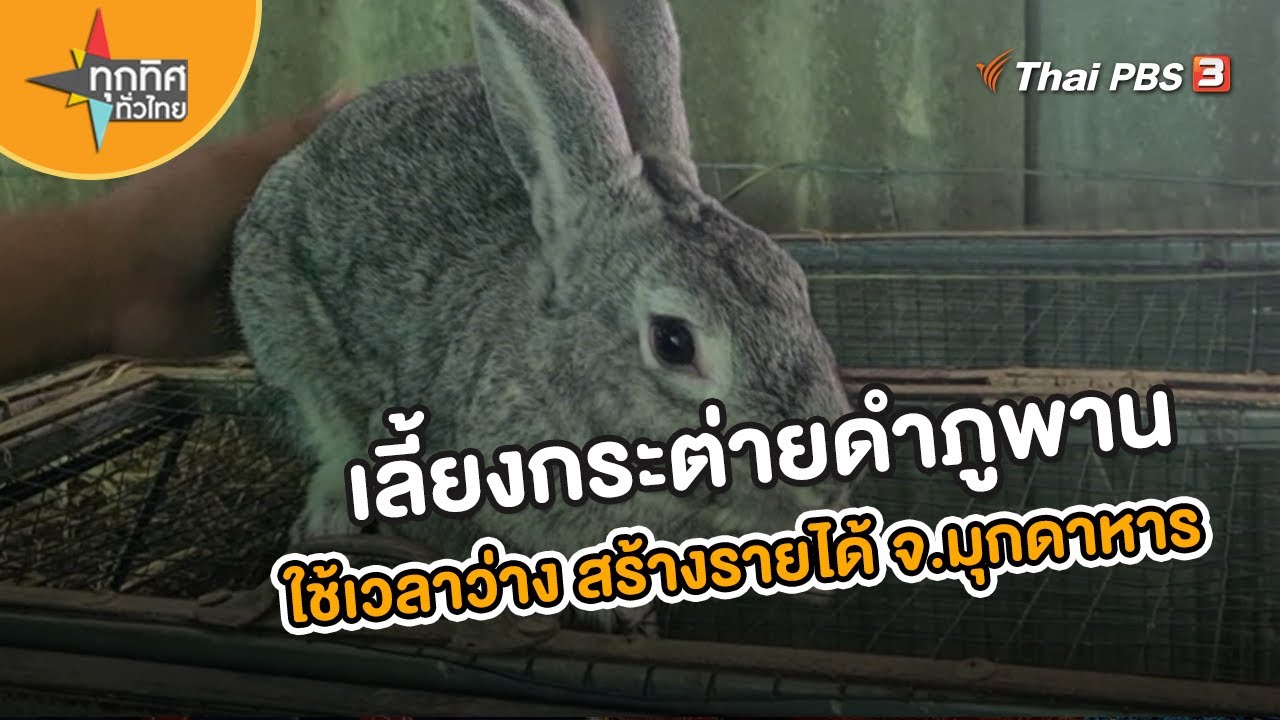ปลัดอบต.โชคชัยเลี้ยงกระต่ายดำภูพาน จ.มุกดาหาร | อาชีพทั่วไทย