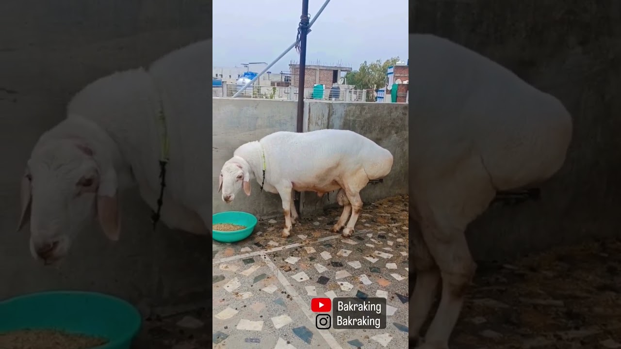 heaviest dumba #goat #goatfarming #instagram #instagram #youtubeshorts #bakra #dumba #goatkid #viral