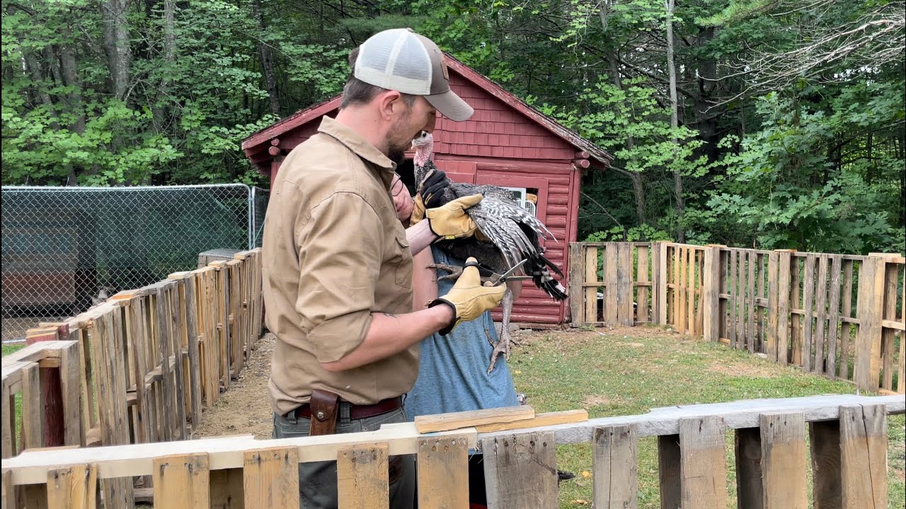 How to Clip Turkey Flight Feathers!
