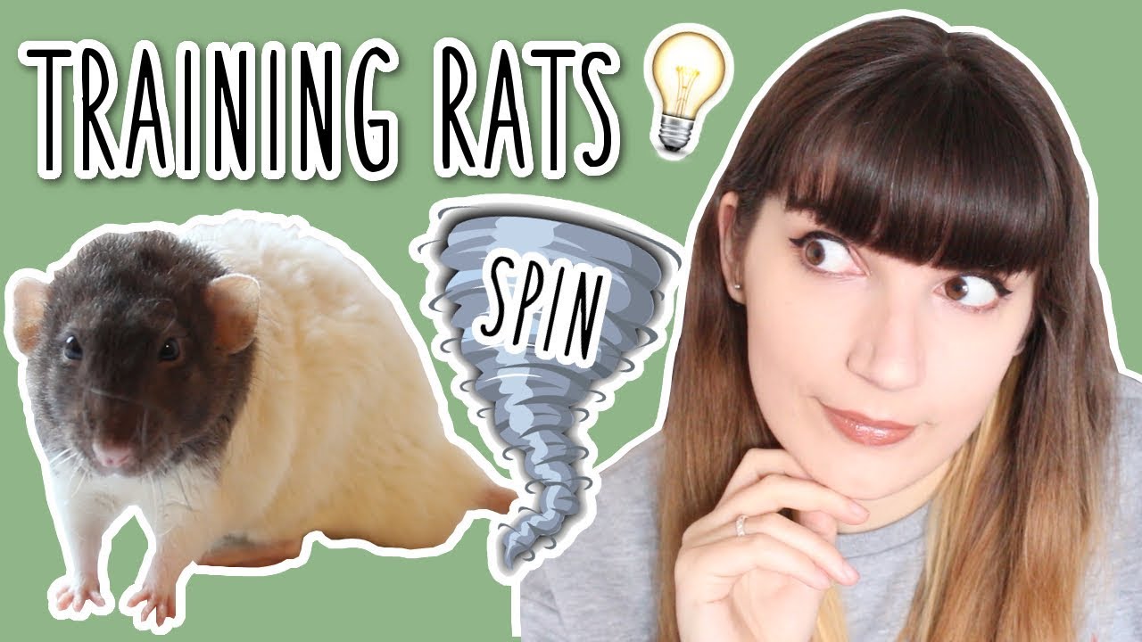 How to teach your Rat to Spin | CLICKER TRAINING 💡