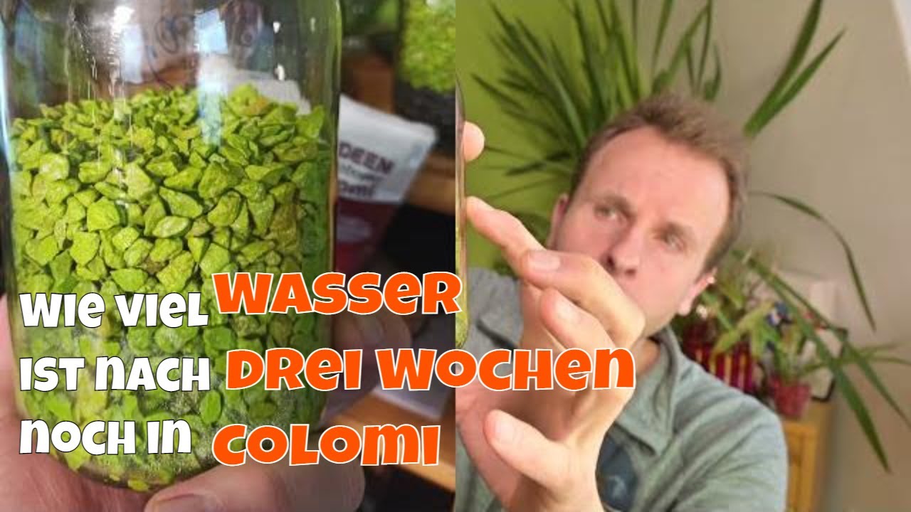 So lang speichert Colomi Wasser & Epidendrum Hybriden (keine 08/15 Orchideen) // Gartenschlau.com