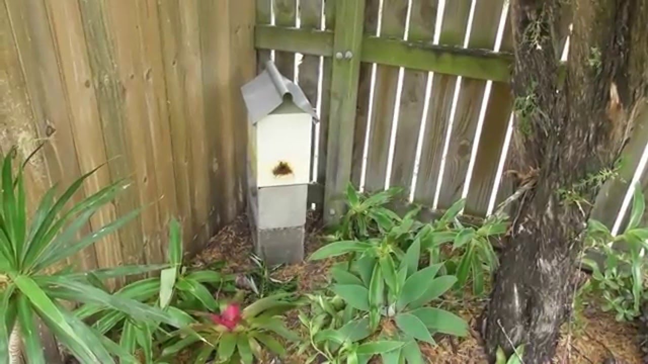Splitting a Native Beehive - O.A.T.H.