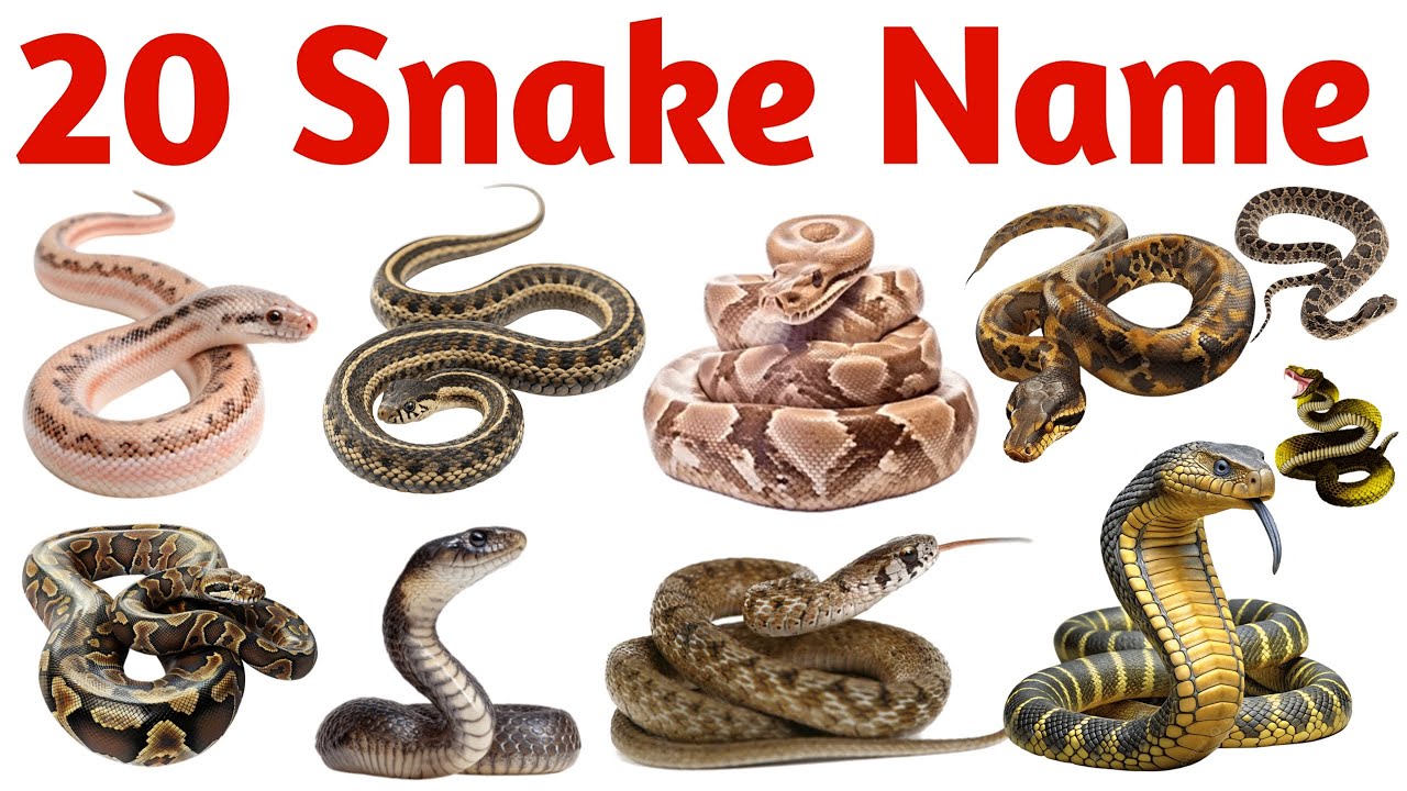 20 साँप के नाम सीखें बच्चों के लिए | Learn 20 Snake Names for Kids with Pictures and Sound