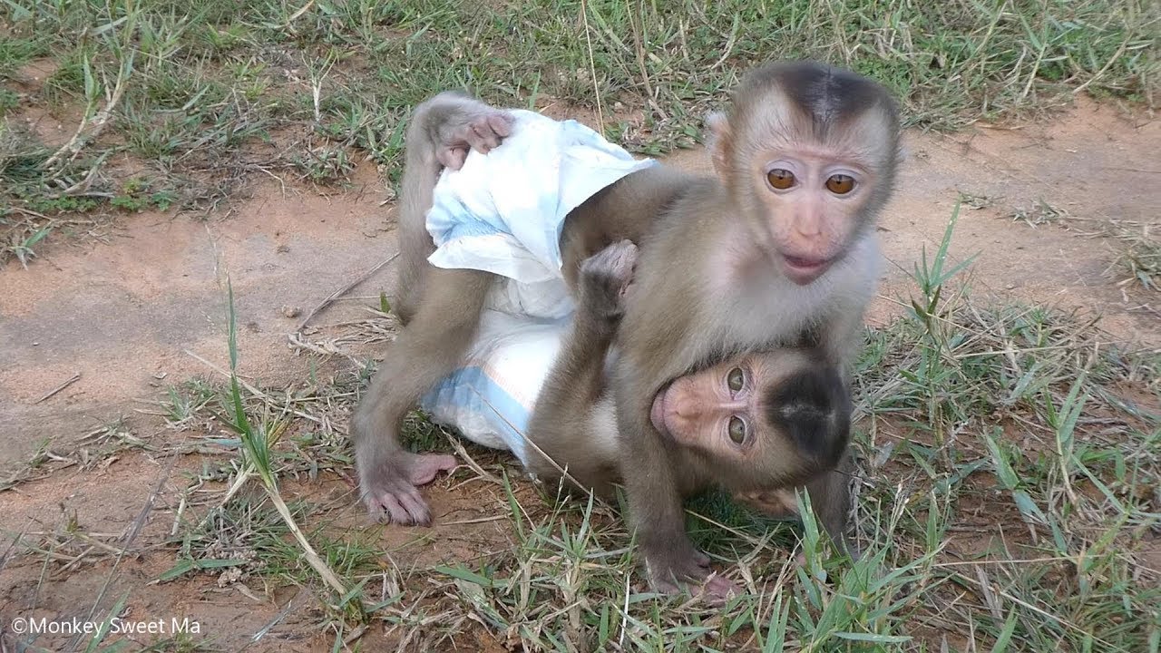 So Sad! Sweet-Ma and Sweet-To Crying Look So Hungry, Where's Mommy