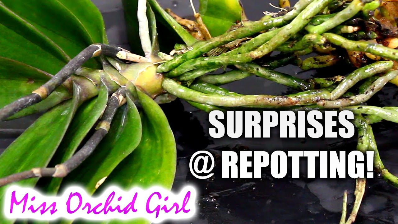 Orchid repotting becomes Orchid experiment - Another long stem Phalaenopsis