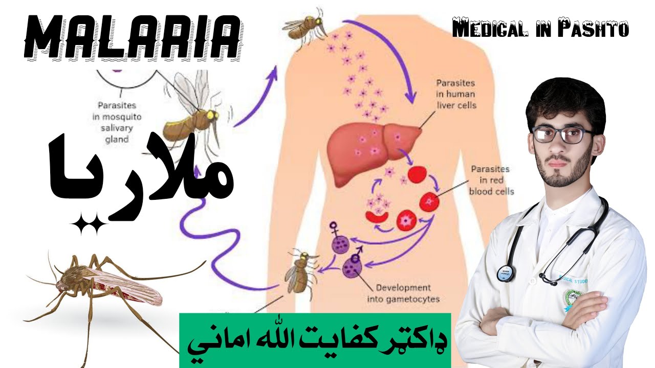 Malaria | د ملاريا ناروغي | Medical in Pashto | Infectious Disease | Kefayatullah Amani