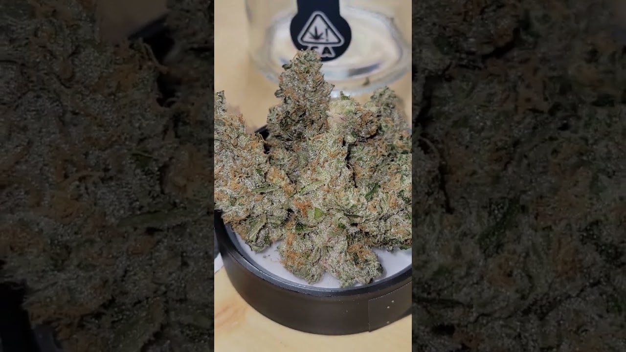 GM-OG ( GMO X WiFi OG x Triangle Mints) cultivated by Fig Farms