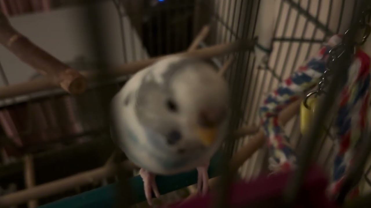 Blurry Houdini the Parakeet!