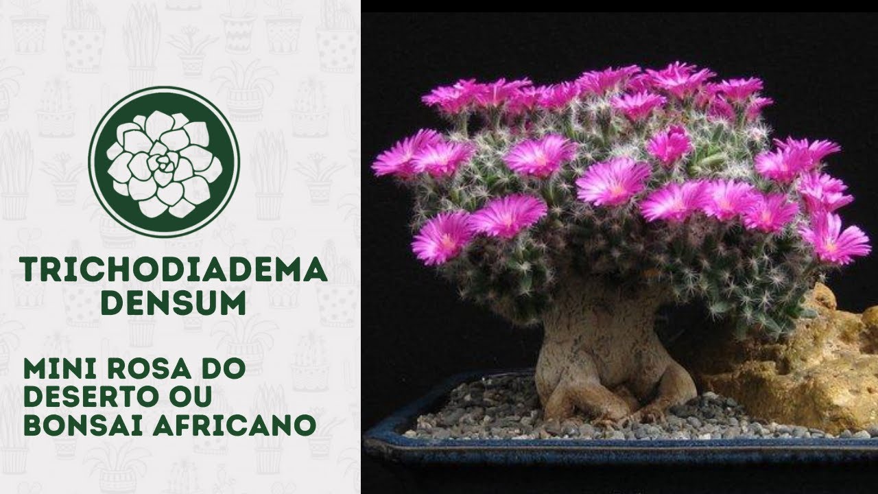 TRICHODIADEMA DENSUM - BONSAI AFRICANO
