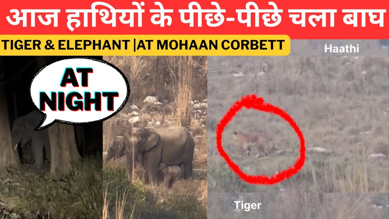 आज हाथियों के पीछे-पीछे चला बाघ‼️Tiger & Elephant |At Mohaan Corbett 
