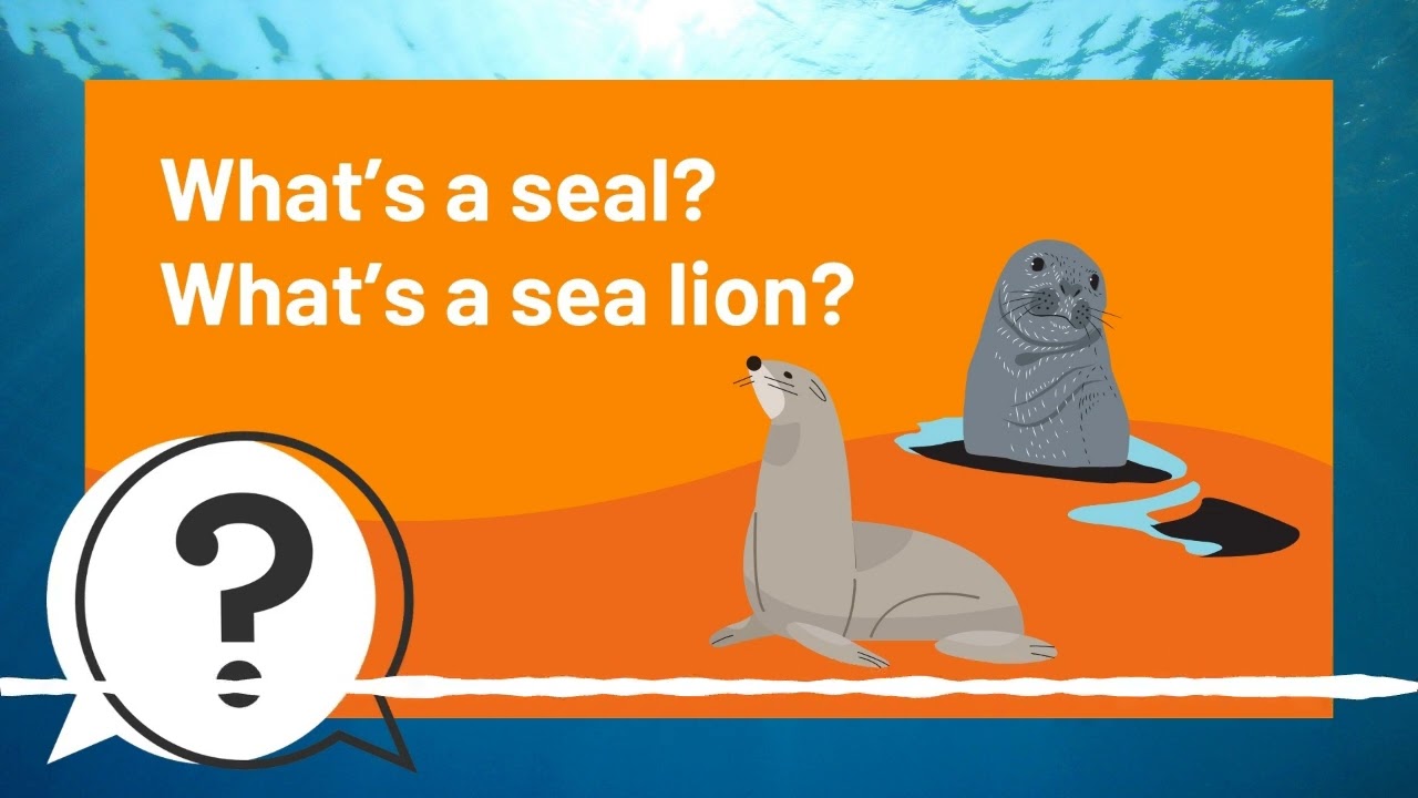 But Why Kids | What’s a seal? What’s a sea lion? | Full Podcast Episode