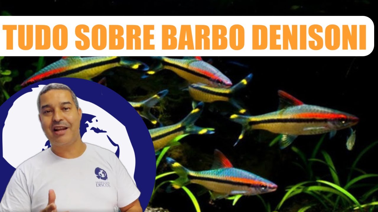 APRENDA TUDO SOBRE BARBO DENISONI ! PH, ALIMENTAÇÃO, COMO CUIDAR E MUITO MAIS!