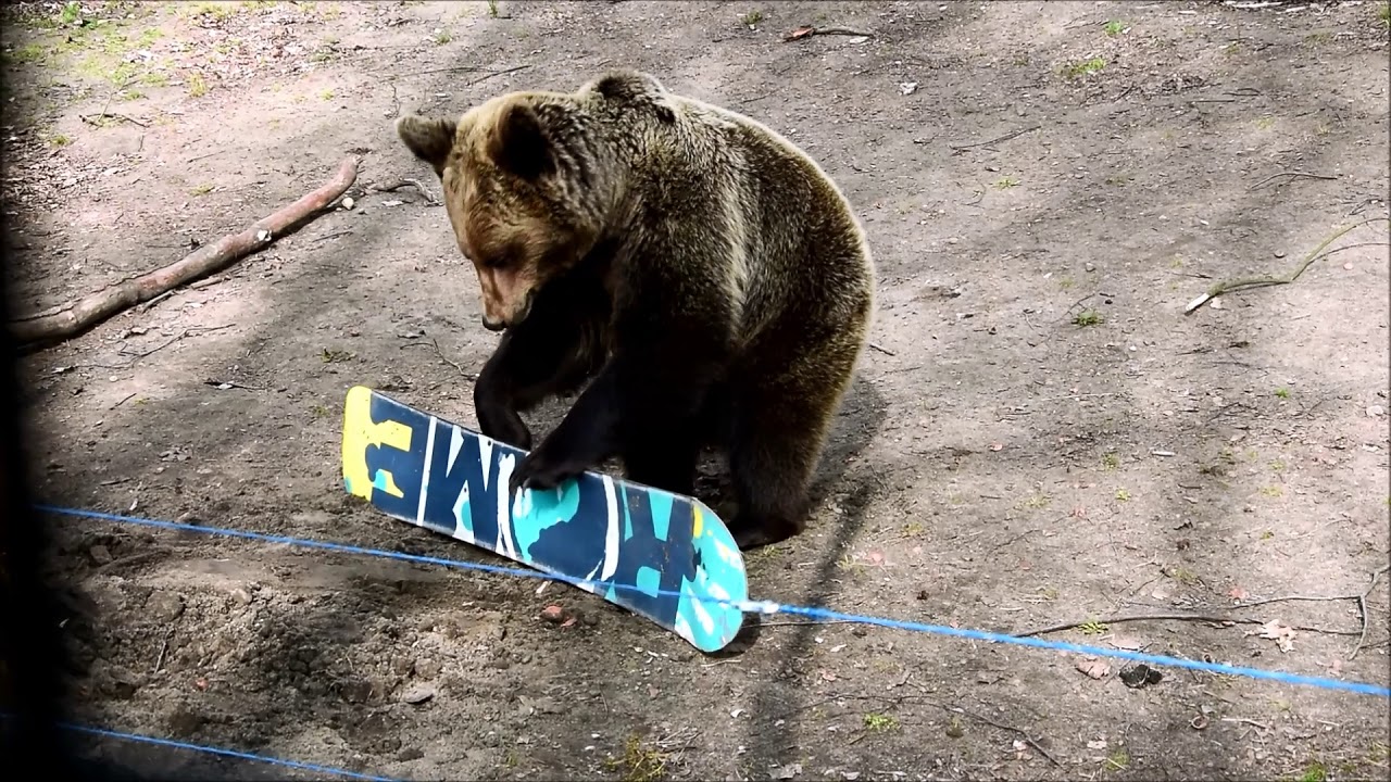 Cisna na snowboardzie!