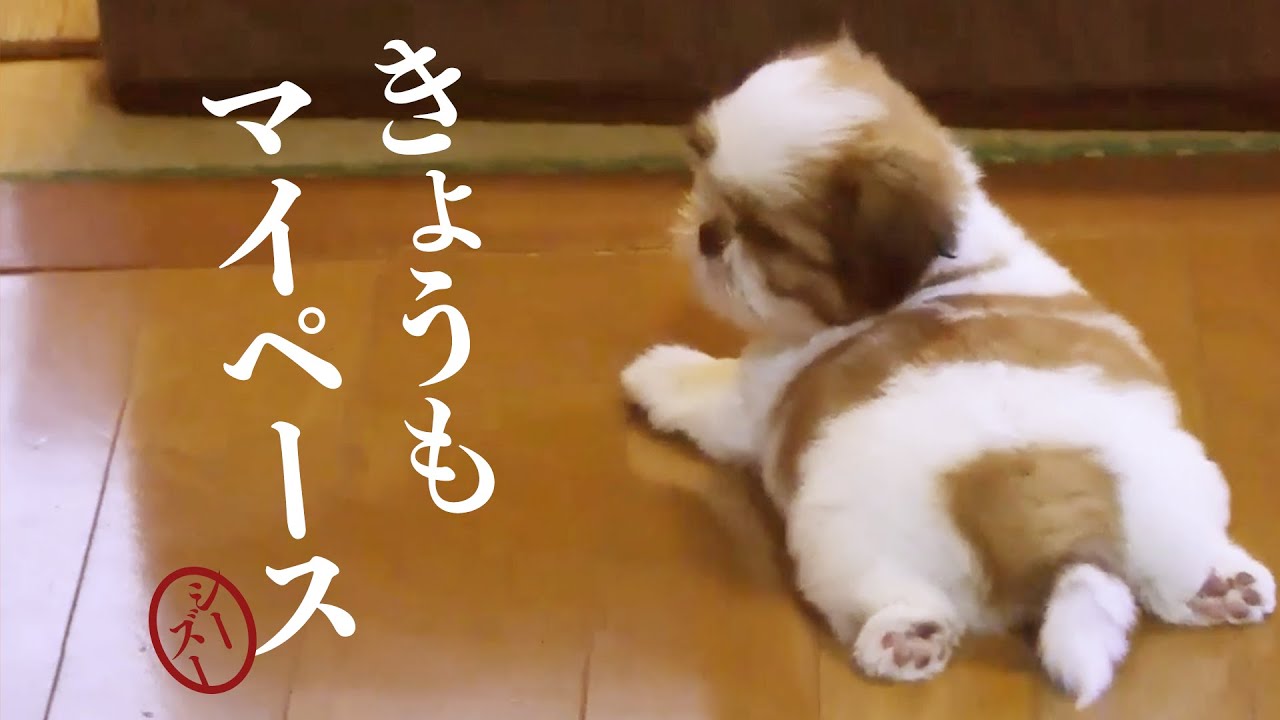 【シーズーいっぱい】ゆったりマイペースなシーズーの時間です…♡