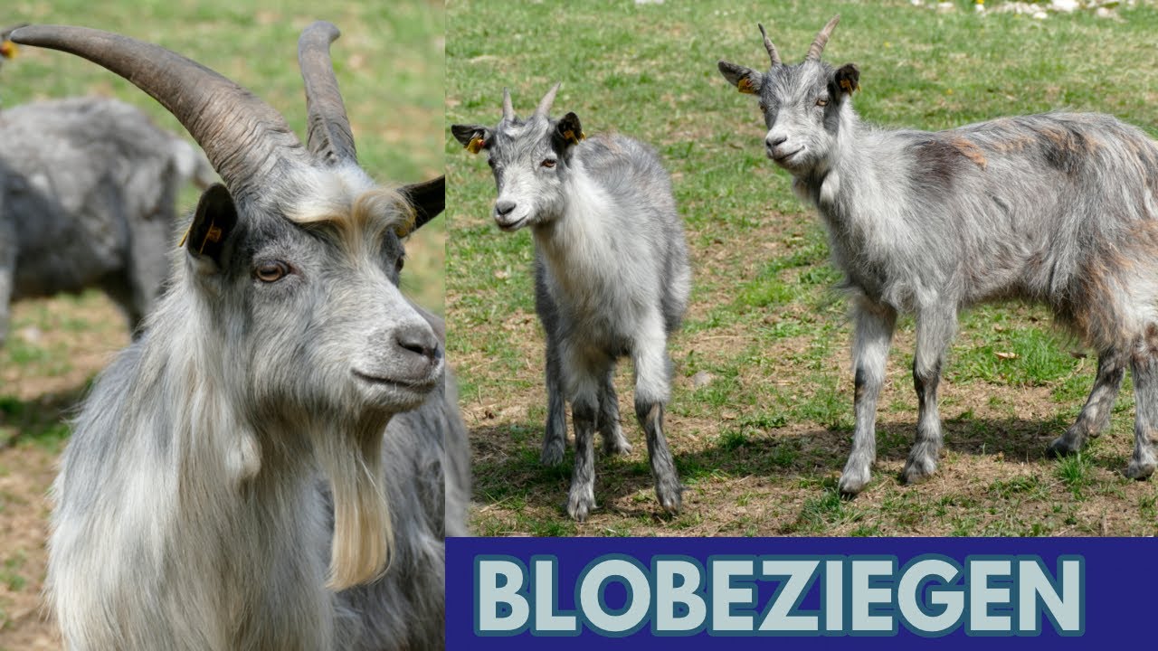 Die Blobe Ziege - Informations-Film über die bedrohten Ziegen aus Tirol - rare blue tyrolean goats
