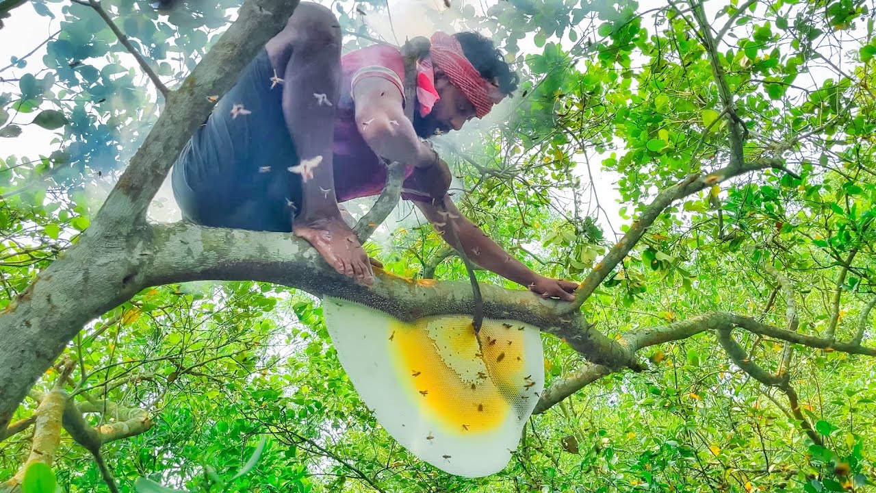 This season the first “Honey Collection “in the Sundarban Forest@SundarbanNaturalVlog-kp1ww