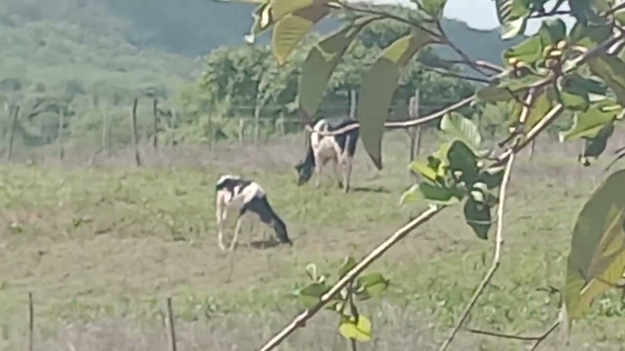gado pastando em terreno em bom princípio Brasília Caucaia ceará 