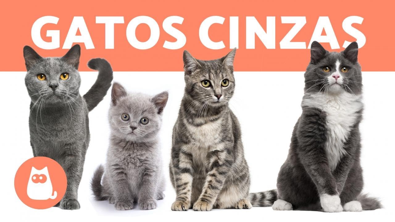 8 RAÇAS DE GATOS CINZAS 🐱❣️