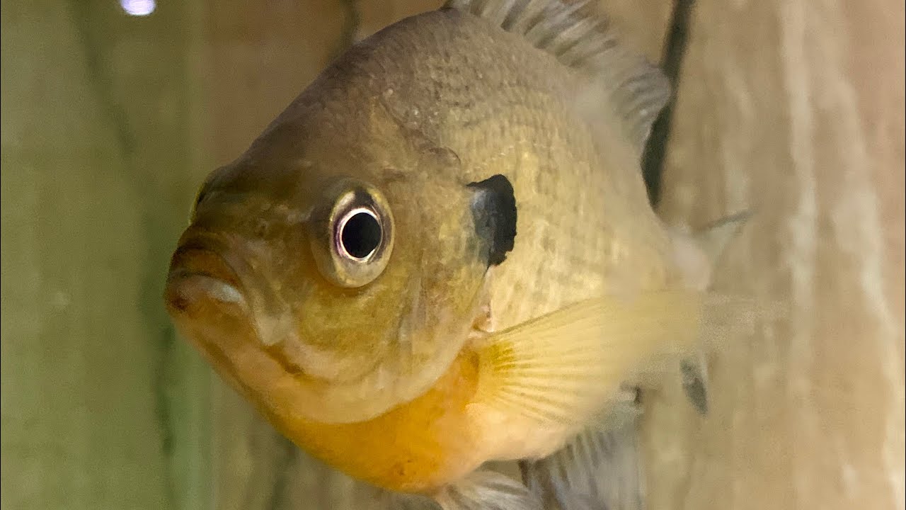 How to Bluegill Care Aquarium Pet Native