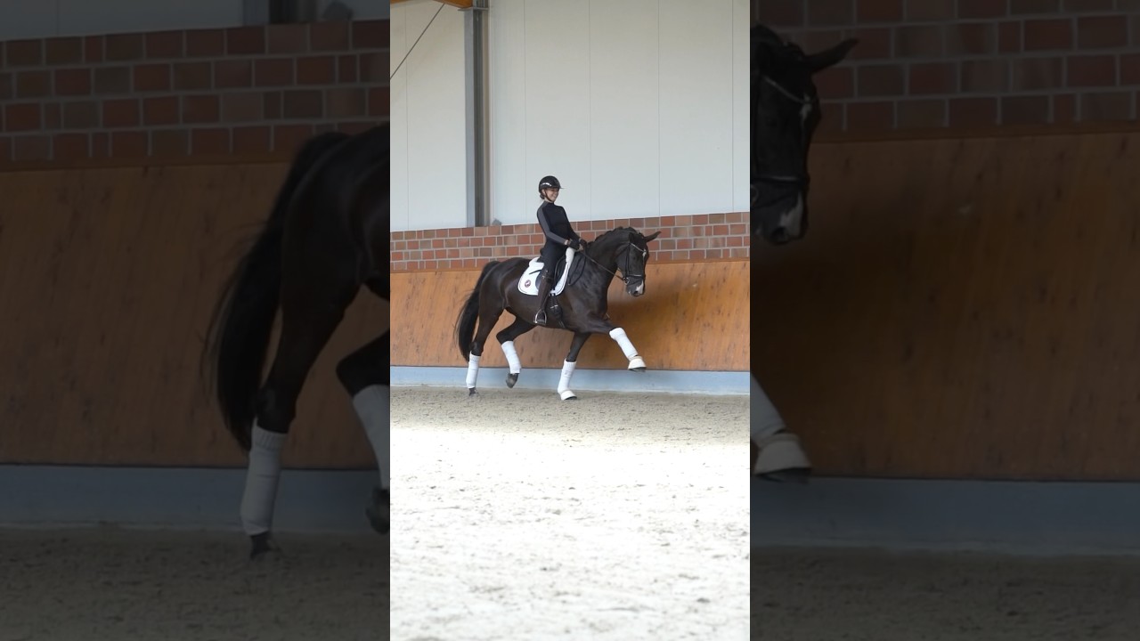 S Dressurpferd hocherfolgreich for Sale #dressurpferd #borgelsporthorses #dressagehorse #dressage