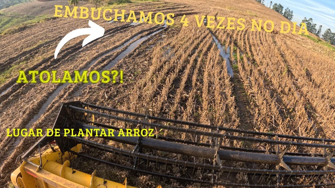 Colheita de soja safrinha...ou tentamos