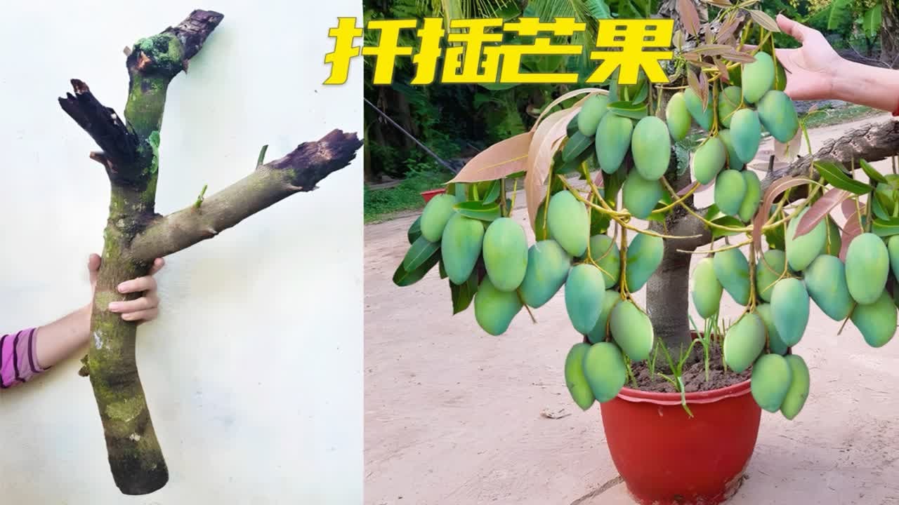 芒果枝随便涂抹一点东西，就能扦插成活，方法简单，一看就会