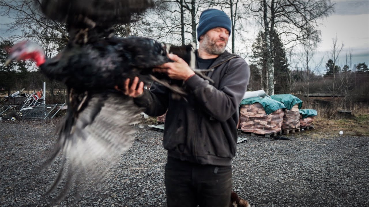 The Real Problem With FREE Ranging Turkeys