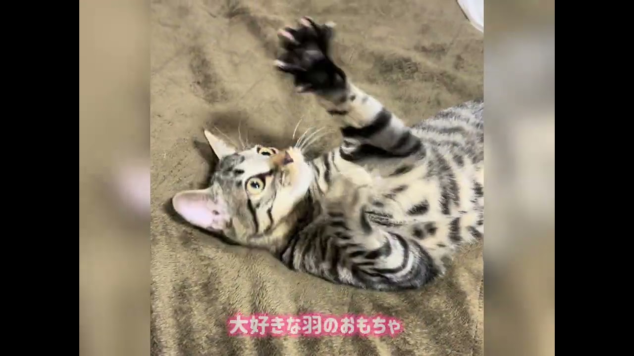 歩けないと言われた障害猫『ハチの物語』第七話