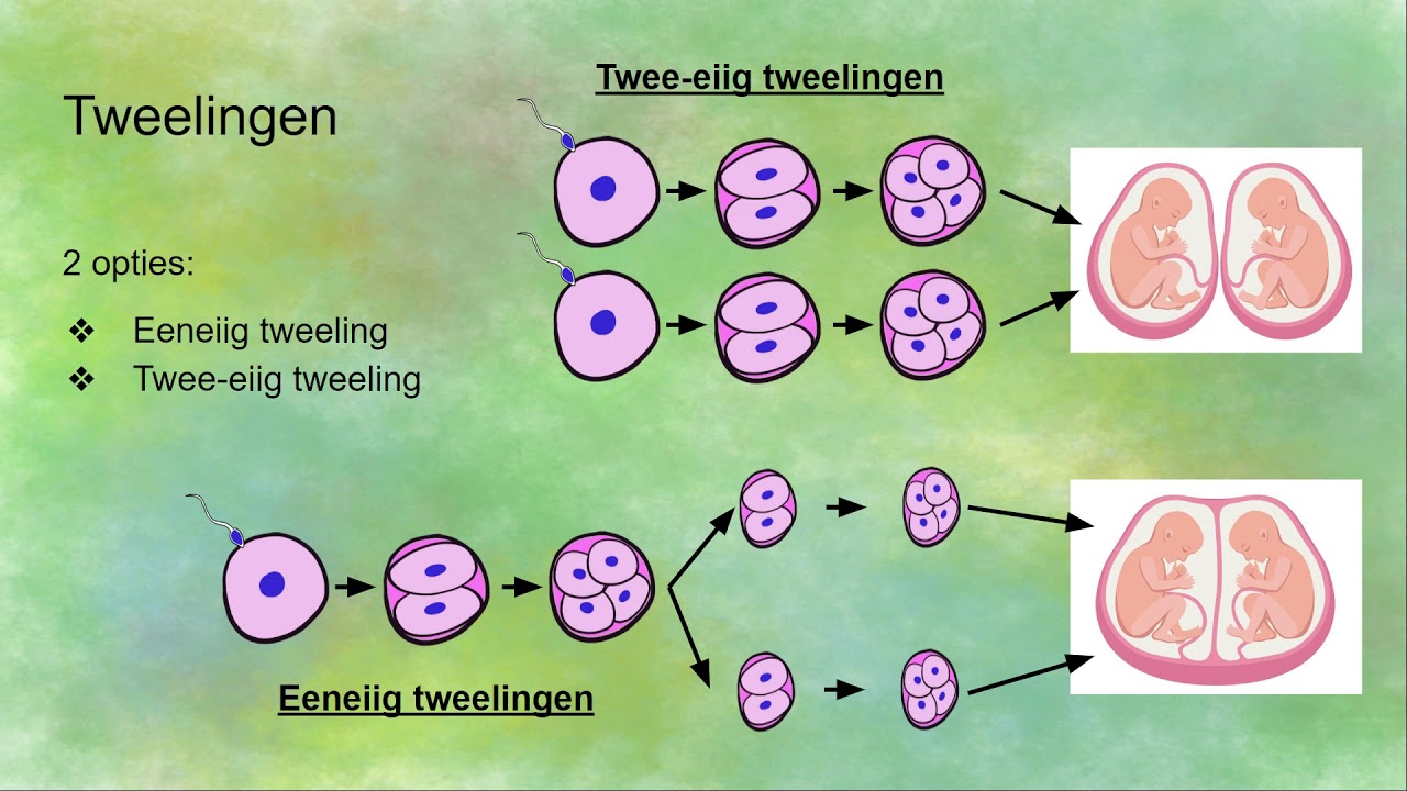 Hoe eeneiig en twee-eiig tweelingen ontstaan