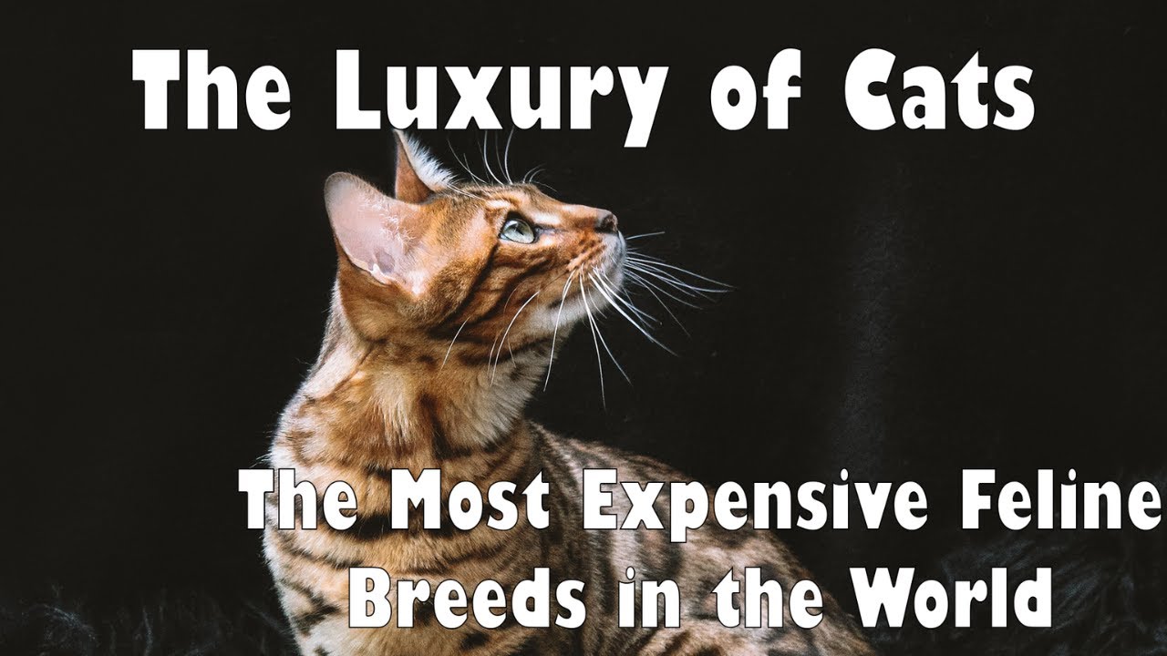 The Most Expensive Cat Breeds in the World